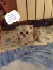 Кошки - Котята Хайленд, Скоттиш Страйт - Вся Беларусь - Фото 3 Котята Хайленд, Скоттиш Страйт - Вся Беларусь - 251712 - Доска объявлений Kupika.by - Фото 3