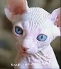 Кошки - Канадский сфинкс котята Белоснежные котята - Вся Беларусь Канадский сфинкс котята Белоснежные котята - Вся Беларусь - 252495 - Доска объявлений Kupika.by