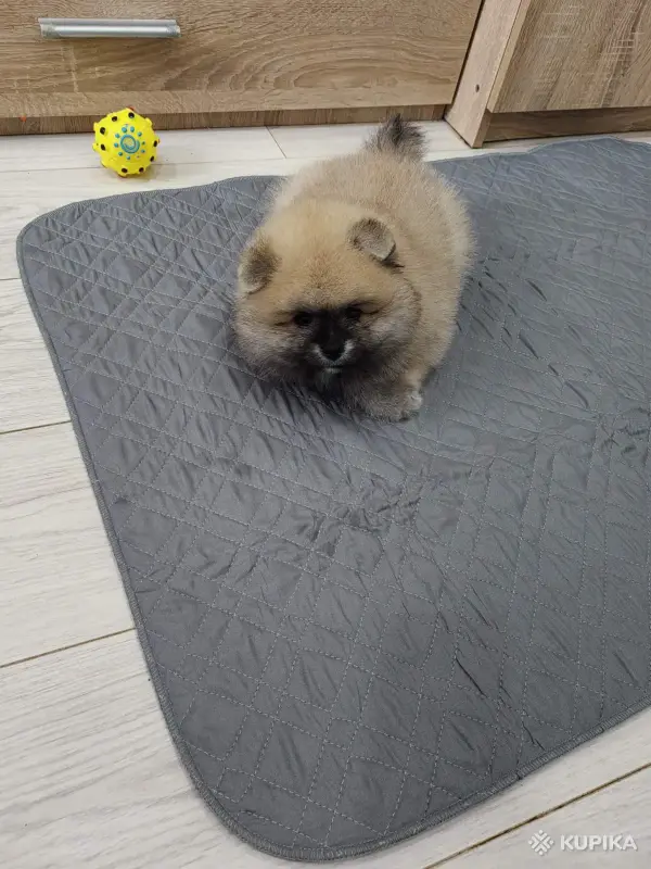 Щенок померанского шпица - Вся Беларусь - 251811 - Доска объявлений Kupika.by - Фото 6