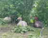 ЯЙЦА куриные  породных мясо-яичных птиц инкубац., яйца индоуток - Вся Беларусь - 128910 - Доска объявлений Kupika.by - Фото 14