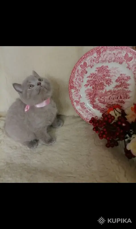 Кошки - Британские Котята - Вся Беларусь - Фото 10 Британские Котята - Вся Беларусь - 252184 - Доска объявлений Kupika.by - Фото 10