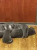 Котята - Вся Беларусь - 252581 - Доска объявлений Kupika.by - Фото 5