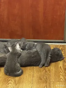 Котята