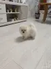 Щенок померанского шпица - Вся Беларусь - 251175 - Доска объявлений Kupika.by - Фото 3