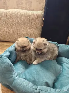 Щенки померанский шпиц