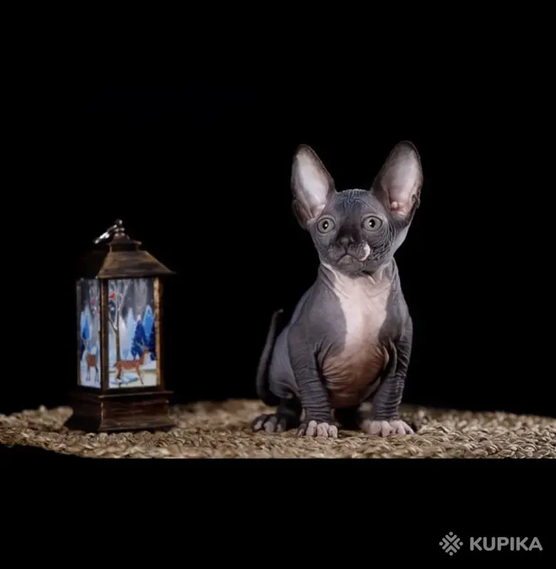 Кошки - Канадский сфинкс котята Бамбини Эльф - Вся Беларусь - Фото 11 Канадский сфинкс котята Бамбини Эльф - Вся Беларусь - 252494 - Доска объявлений Kupika.by - Фото 11