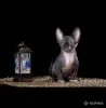 Кошки - Канадский сфинкс котята Бамбини Эльф - Вся Беларусь - Фото 11 Канадский сфинкс котята Бамбини Эльф - Вся Беларусь - 252494 - Доска объявлений Kupika.by - Фото 11