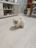 Щенок померанского шпица - Вся Беларусь - 251175 - Доска объявлений Kupika.by