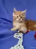 Кошки - Мейн-кун котята - Вся Беларусь - Фото 4 Мейн-кун котята - Вся Беларусь - 252096 - Доска объявлений Kupika.by - Фото 4