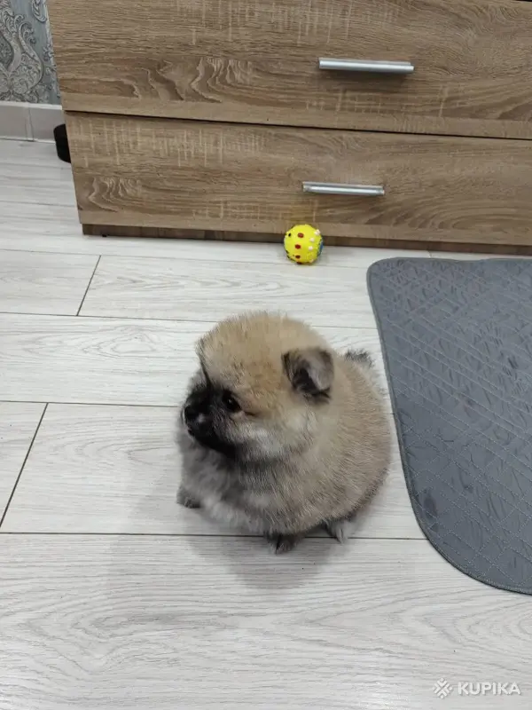 Щенок померанского шпица - Вся Беларусь - 251811 - Доска объявлений Kupika.by - Фото 3