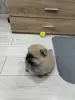 Щенок померанского шпица - Вся Беларусь - 251811 - Доска объявлений Kupika.by - Фото 3