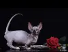 Кошки - Канадский сфинкс котята Бамбини Эльф - Вся Беларусь - Фото 7 Канадский сфинкс котята Бамбини Эльф - Вся Беларусь - 252494 - Доска объявлений Kupika.by - Фото 7