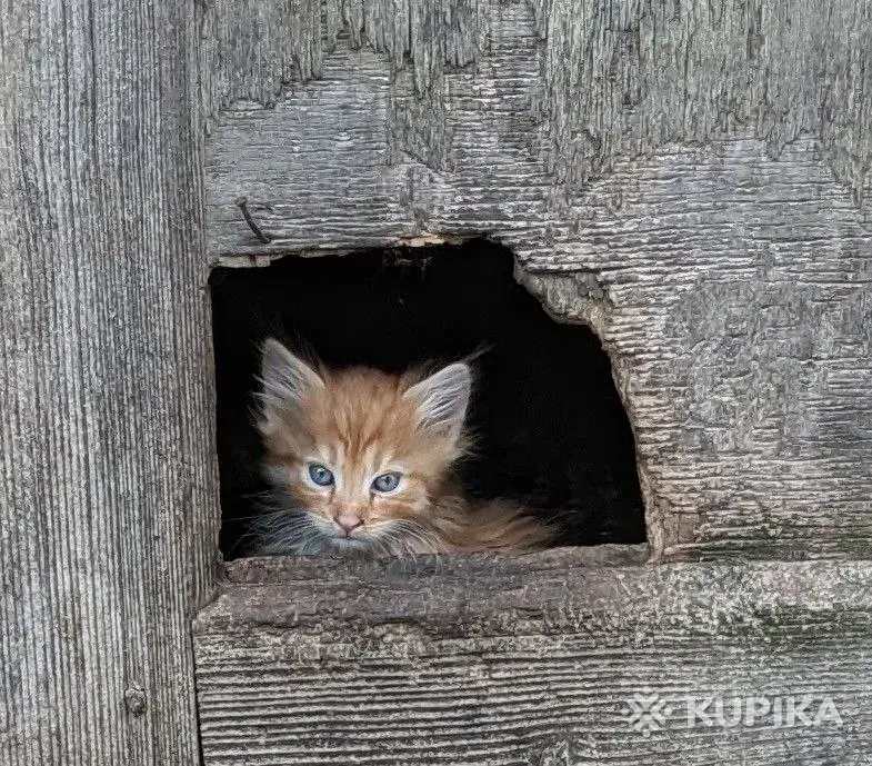 рыжий пушистый котенок - Вся Беларусь - 250967 - Доска объявлений Kupika.by - Фото 3