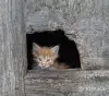 рыжий пушистый котенок - Вся Беларусь - 250967 - Доска объявлений Kupika.by - Фото 3