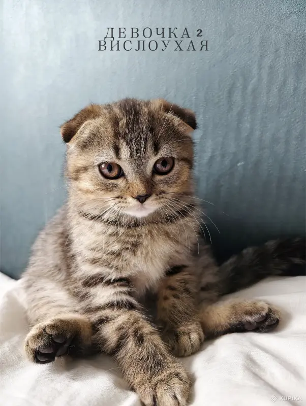 Кошки - Шотландские котята - Вся Беларусь - Фото 3 Шотландские котята - Вся Беларусь - 252030 - Доска объявлений Kupika.by - Фото 3