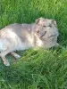 Собака - Вся Беларусь - 252942 - Доска объявлений Kupika.by - Фото 2