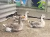 гусята - Вся Беларусь - 248784 - Доска объявлений Kupika.by - Фото 8