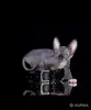 Кошки - Канадский сфинкс котята Бамбини Эльф - Вся Беларусь - Фото 8 Канадский сфинкс котята Бамбини Эльф - Вся Беларусь - 252494 - Доска объявлений Kupika.by - Фото 8