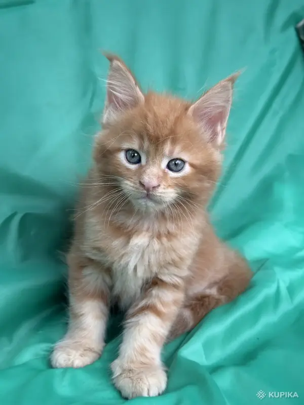 Кошки - Мейн-кун котята - Вся Беларусь - Фото 9 Мейн-кун котята - Вся Беларусь - 251799 - Доска объявлений Kupika.by - Фото 9
