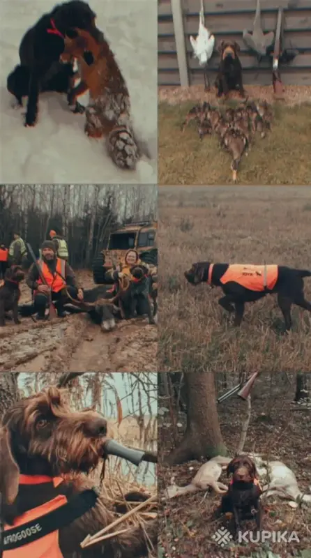 Щенки немецкого дратхаара - Вся Беларусь - 252654 - Доска объявлений Kupika.by - Фото 3