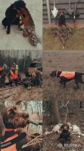 Щенки немецкого дратхаара