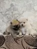 Мальчики померанский шпиц - Вся Беларусь - 250938 - Доска объявлений Kupika.by - Фото 4