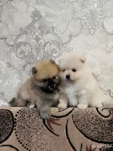 Мальчики померанский шпиц