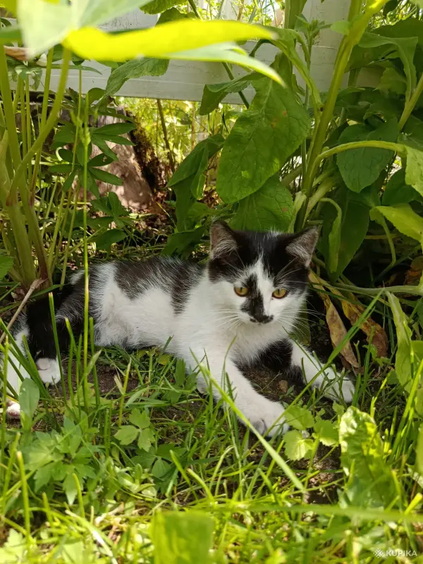 Котик в добрые руки😽🐈‍⬛😻! - Вся Беларусь - 253145 - Доска объявлений Kupika.by - Фото 2