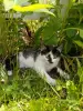 Котик в добрые руки😽🐈‍⬛😻! - Вся Беларусь - 253145 - Доска объявлений Kupika.by - Фото 2