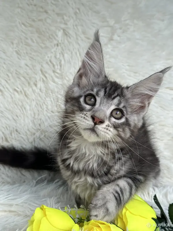 Кошки - Мейн-Кун котята - Вся Беларусь - Фото 5 Мейн-Кун котята - Вся Беларусь - 250701 - Доска объявлений Kupika.by - Фото 5