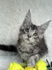 Кошки - Мейн-Кун котята - Вся Беларусь - Фото 5 Мейн-Кун котята - Вся Беларусь - 250701 - Доска объявлений Kupika.by - Фото 5