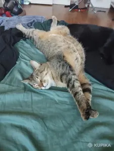 кошка Малява ищет дом!