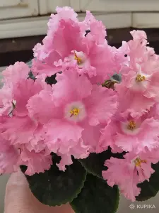 Фиалки