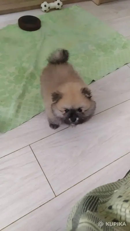 Мальчики померанского шпица