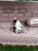 Котик в добрые руки😽🐈‍⬛😻! - Вся Беларусь - 253145 - Доска объявлений Kupika.by - Фото 5