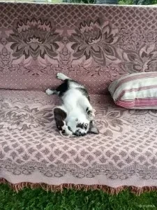 Котик в добрые руки😽🐈‍⬛😻!