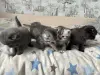 Котята шотландские - Вся Беларусь - 251682 - Доска объявлений Kupika.by - Фото 5