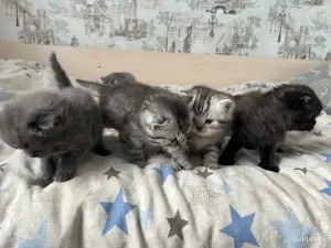 Котята шотландские