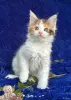Кошки - Мейн-кун котята - Вся Беларусь - Фото 6 Мейн-кун котята - Вся Беларусь - 252201 - Доска объявлений Kupika.by - Фото 6
