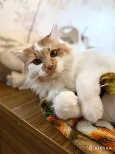 Дульсинея в любящие руки