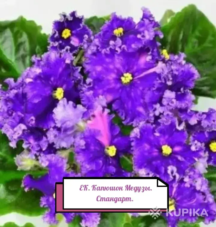 Фиалка(детки) - Вся Беларусь - 251986 - Доска объявлений Kupika.by - Фото 2