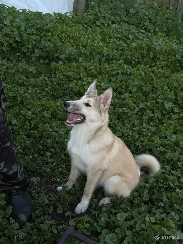 Щенки западно-сибирской лайки - Вся Беларусь - 252889 - Доска объявлений Kupika.by - Фото 7