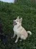 Щенки западно-сибирской лайки - Вся Беларусь - 252889 - Доска объявлений Kupika.by - Фото 7