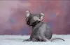 Кошки - Канадский сфинкс котята Бамбини Эльф - Вся Беларусь - Фото 12 Канадский сфинкс котята Бамбини Эльф - Вся Беларусь - 252494 - Доска объявлений Kupika.by - Фото 12