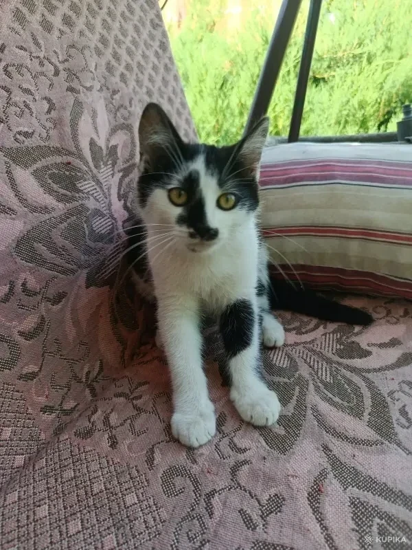 Котик в добрые руки😽🐈‍⬛😻! - Вся Беларусь - 253145 - Доска объявлений Kupika.by - Фото 6