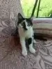 Котик в добрые руки😽🐈‍⬛😻! - Вся Беларусь - 253145 - Доска объявлений Kupika.by - Фото 6