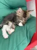Котята - Вся Беларусь - 249159 - Доска объявлений Kupika.by - Фото 3