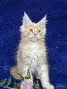 Кошки - Мейн-кун котята - Вся Беларусь - Фото 14 Мейн-кун котята - Вся Беларусь - 252201 - Доска объявлений Kupika.by - Фото 14