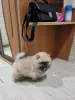 Мальчик померанского шпица - Вся Беларусь - 252028 - Доска объявлений Kupika.by - Фото 3