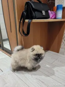 Мальчик померанского шпица